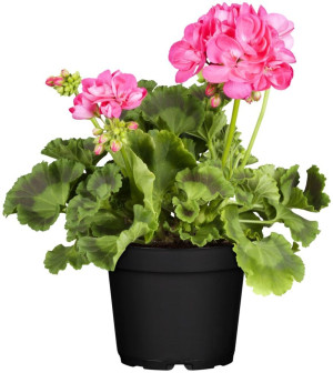 Pflanzen Geranie stehend Geranium zonale H ca 25 cm 1 L Container