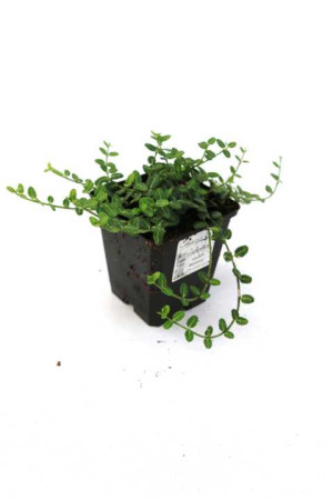 Pflanzen Kleinblättrige Teppichspindel 'Minimus' 0,5 l Container, Bodendecker