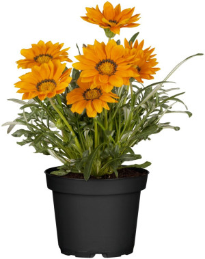 Pflanzen Mittagsgold Gazania 13 cm Topf