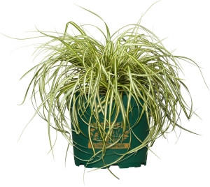 Pflanzen Gräsermix Windspiel 17 cm Topf