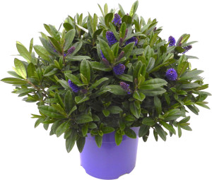 Pflanzen Hebe Hybrida Strauchveronika in Sorten 15 cm Topf