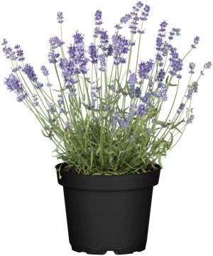 Pflanzen Lavendel Hidcote H ca 25 cm 12 cm Topf