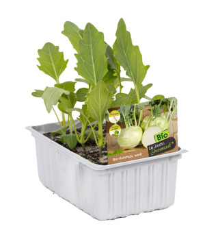 Pflanzen Bio Salat- und Gemüsesetzlinge Kohlrabi weiß Brassica oleracea 6 er Schale