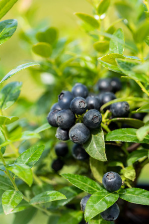 Pflanzen Bio Beerenobst Blaubeere Vaccinium in Sorten großfruchtig 2 L Container, 30 - 40 cm hoch