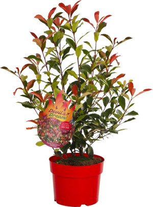 Pflanzen Glanzmispel Photinia Devils Dream H 40 - 60 cm, 4 L Container