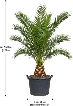 Pflanzen Dattelpalme Phoenix canariensis 50 cm Topf