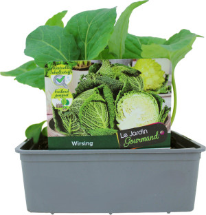 Pflanzen KohlgemüseLe Jardin Gourmand Wirsing 6er Schale
