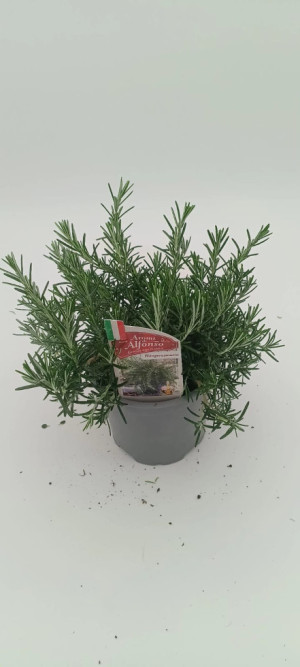 Pflanzen Aroma-Rosmarin Rosmarinus officinalis 'Aroma' 14 cm Topf