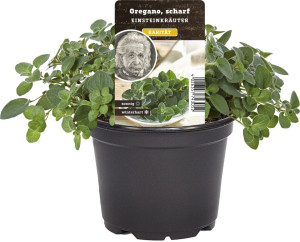 Pflanzen Einsteinkräuter - Oregano scharf 12 cm Topf