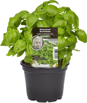 Pflanzen Einsteinkräuter Basilikum Genovese 12 cm Topf