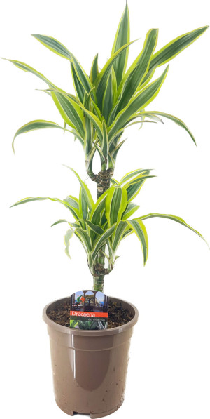 Pflanzen Drachenbaum Dracaena deremensis Lemon Lime H 30/10 cm, 17 cm Topf