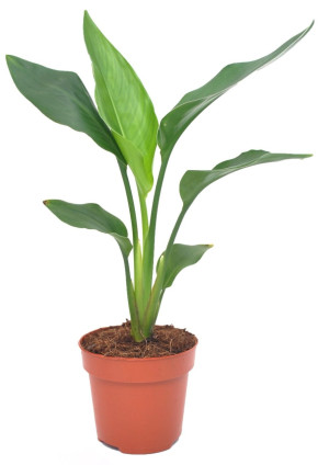Pflanzen Paradiesvogelblume Strelitzia Reginea H 40 cm, 12 cm Topf