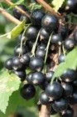 Pflanzen Obststrauch Johannisbeere schwarz 3 L Container