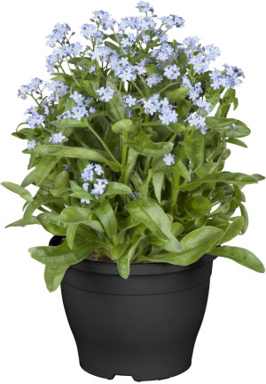 Pflanzen Vergissmeinnicht Myosotis Mon Amie H ca. 10 cm, 10,5 cm Topf