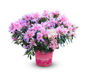 Pflanzen Japanische Azalee Rhododendron Pink Spider 20 - 30 cm hoch 17 cm Topf
