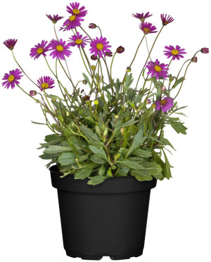 Pflanzen Blaues Gänseblümchen Brachyscome 13 cm Topf