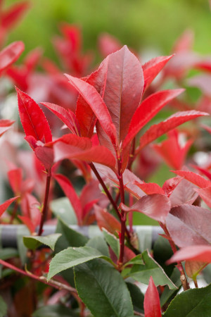 Pflanzen Glanzmispel 'Red Robin' 5 l Container, Heckenpflanze