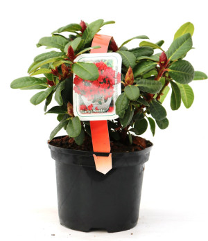 Pflanzen Zwergrhododendron Repens Scarlett Wonder 2 L Container