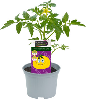 Gemüsepflanzen Hits für Kids Gelbe Bonbontomate - 12 cm Topf