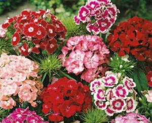 Pflanzen Farbenfrohe Blumenbeete Bartnelke 6er-Pack