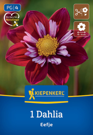 Kiepenkerl Frühjahrsblumenzwiebel Halskrausen-Dahlie Eefje 1 Stück