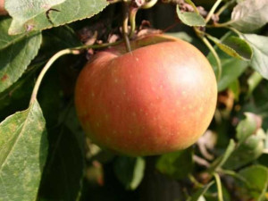Pflanzen Apfelbaum James Grieve 7,5 L Container