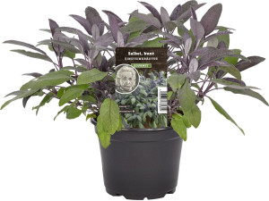 Pflanzen Einsteinkräuter - Salbei 12 cm Topf