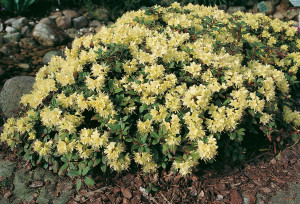 Pflanzen Rhododendron 'Princess Anne' 2 L Container