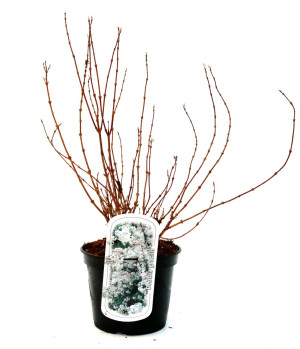 Pflanzen Maiblumenstrauch 3 l Container