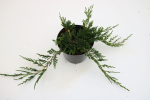 Pflanzen Kriechwacholder Glauca 20-30 cm 2 L Container