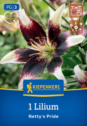 Kiepenkerl Frühjahrsblumenzwiebel Asiatische Lilie Netty's Pride 1 Stück