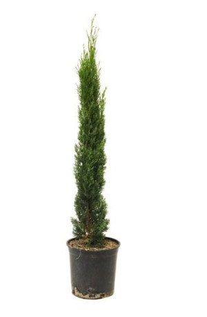 Pflanzen Cupressus Sempervirens Totem Mittelmeer Zypresse 18 cm Topf