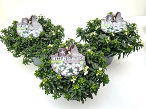 Pflanzen Polsterstauden Rock Collection Iberis sempervirens Immergrüne Schleifenblume 13 cm Topf