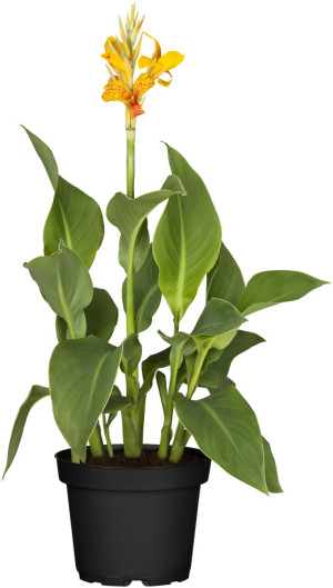 Pflanzen Indisches Blumenrohr Canna in Sorten Farben Mix H 40 cm 5 L Container