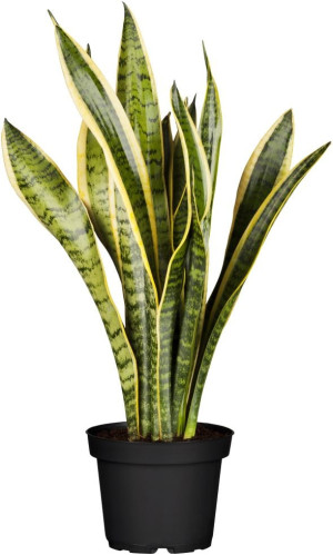 Pflanzen Sansevieria Laurentii Bogenhanf 30 cm 12 cm Topf