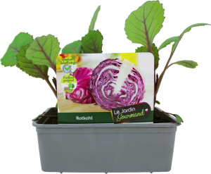 Pflanzen KohlgemüseLe Jardin Gourmand Rotkohl 6er Schale