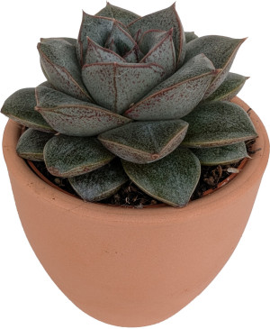 Pflanzen Cactaceae Sukkulenten 8,5 cm im 9 cm Topf