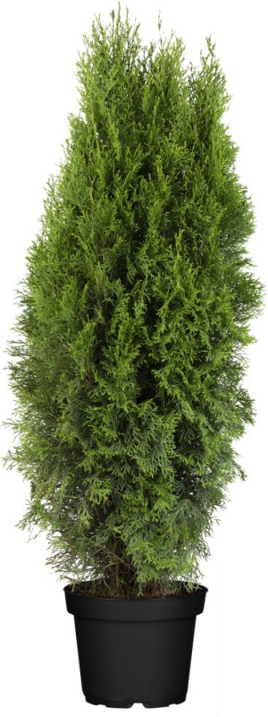 Pflanzen Lebensbaum Thuja occ. Smaragd 120-140 cm 9,5 Liter Container