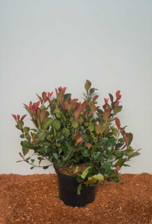 Pflanzen Glanzmispel 'Red Robin' 5 l Container, Heckenpflanze