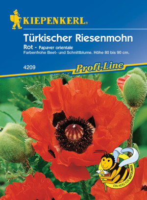 Kiepenkerl Türkischer Riesemohn Olympiafeuer