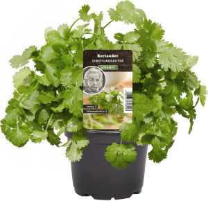 Pflanzen Einsteinkräuter Koriander 12 cm Topf