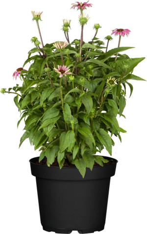Pflanzen Purpur Sonnenhut Echinacea 23 cm Topf