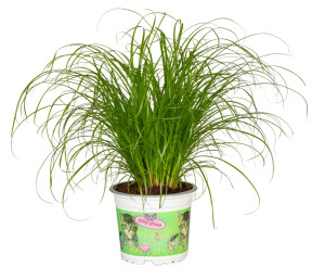Pflanzen Katzengras Cyperus zumula H ca. 30 cm 12 cm Topf