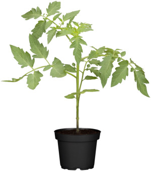 Tomatenpflanzen Solanum lycopersicum Tomate rund krautfäuleresistent 10,5 cm Topf