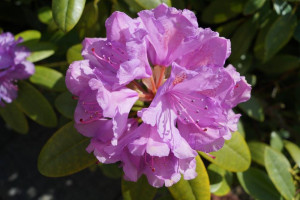 Pflanzen Rhododendron Catawbiense Grandiflorum 5 l Container