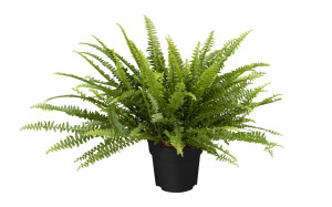 Pflanzen Schwertfarn Nephrolepis exaltata Green Lady H ca. 60 cm 17 cm Topf
