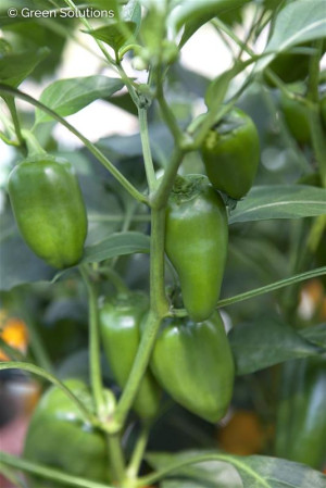 XXL Gemüsepflanzen Snackpaprika Trio Capsicum annuum 17 cm Topf