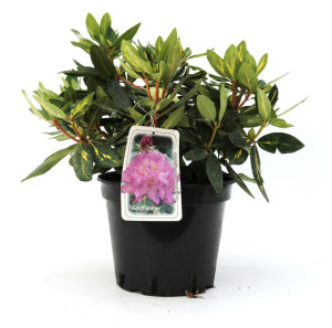 Pflanzen Rhododendron Goldflimmer 5 l Container