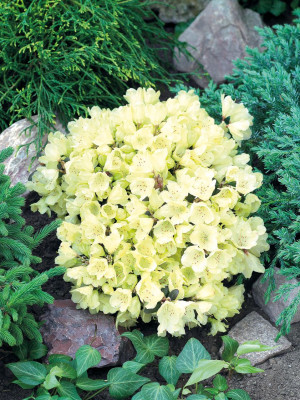 Pflanzen Rhododendron 'Wren' 2 L Container