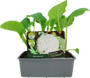 Pflanzen KohlgemüseLe Jardin Gourmand Blumenkohl 6er Schale